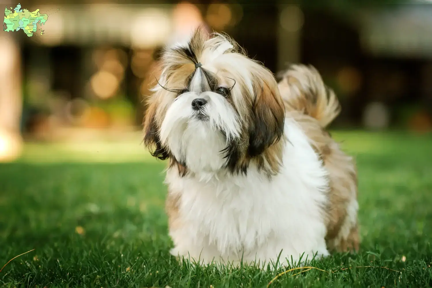 Read more about the article Shih Tzu breeders and puppies in Midtjylland