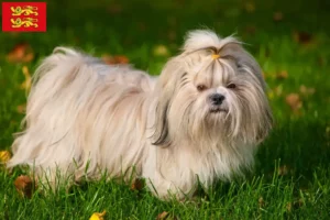 Read more about the article Shih Tzu breeders and puppies in Normandy