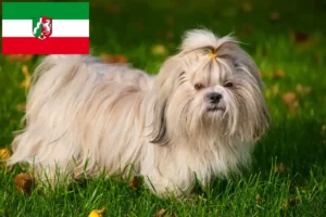 Read more about the article Shih Tzu breeders and puppies in North Rhine-Westphalia