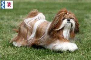 Read more about the article Shih Tzu breeders and puppies in Nouvelle-Aquitaine