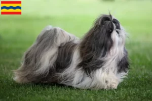 Read more about the article Shih Tzu breeders and puppies in Overijssel