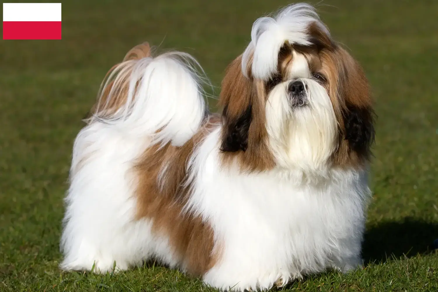 Read more about the article Shih Tzu breeders and puppies in Poland