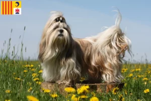 Read more about the article Shih Tzu breeders and puppies in Provence-Alpes-Côte d’Azur