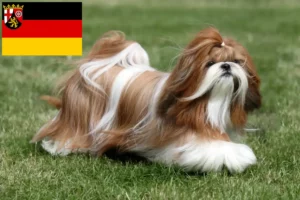 Read more about the article Shih Tzu breeders and puppies in Rhineland-Palatinate