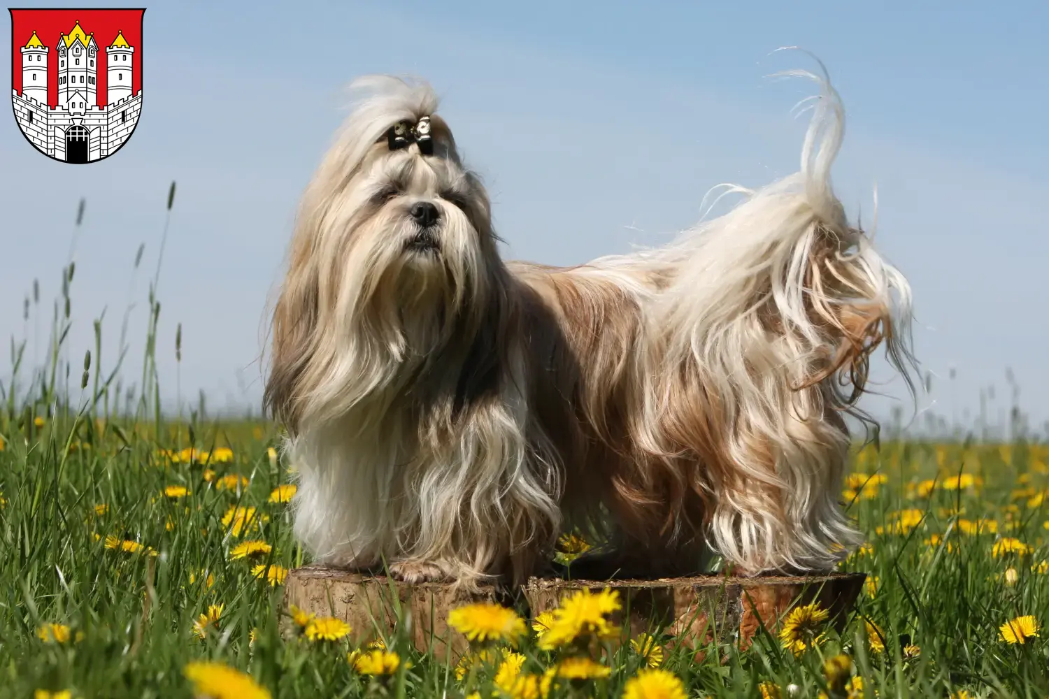 Read more about the article Shih Tzu breeders and puppies in Salzburg
