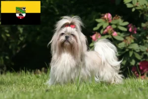 Read more about the article Shih Tzu breeders and puppies in Saxony-Anhalt