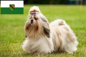 Read more about the article Shih Tzu breeders and puppies in Saxony