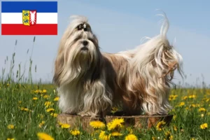 Read more about the article Shih Tzu breeders and puppies in Schleswig-Holstein