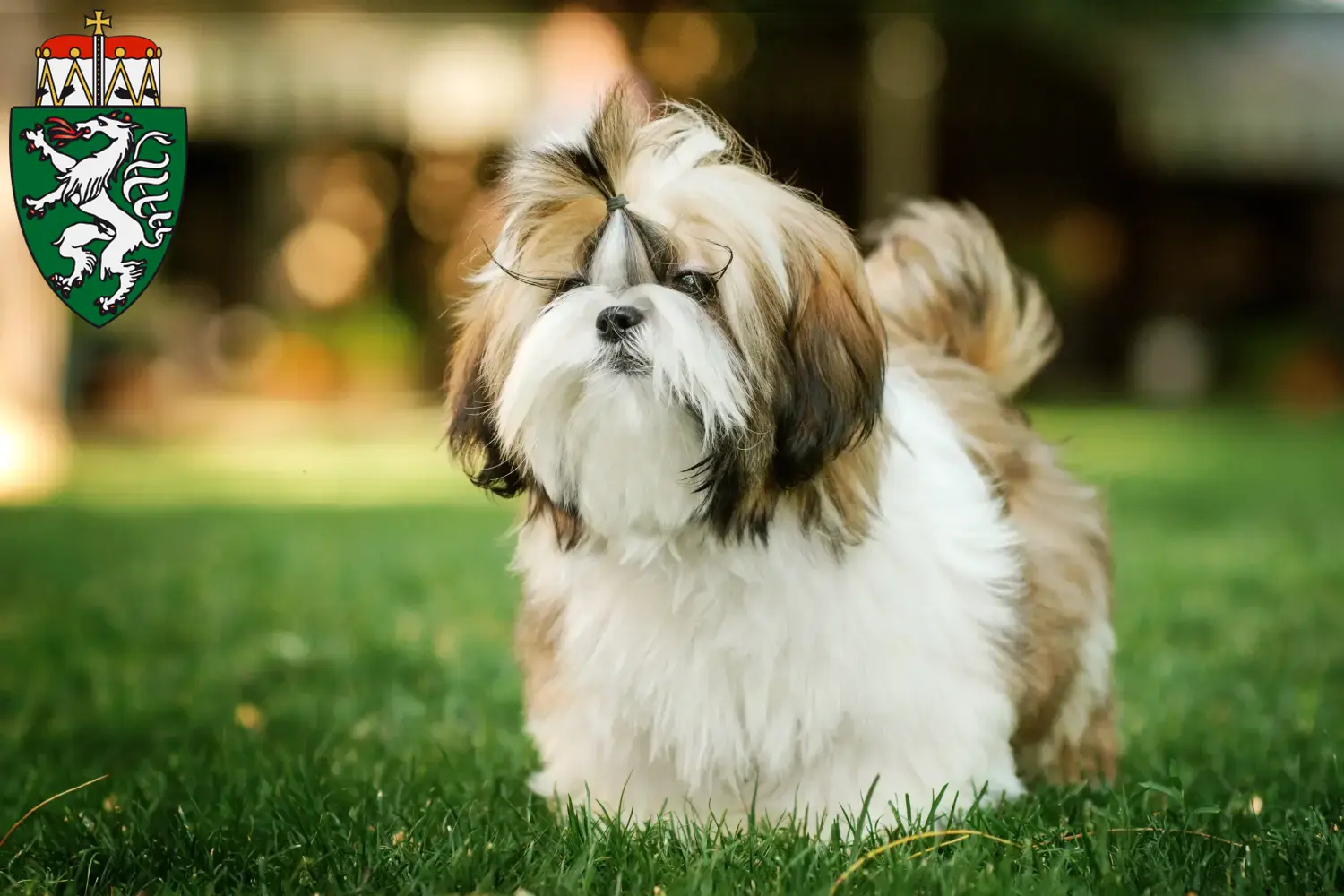 Read more about the article Shih Tzu breeders and puppies in Styria
