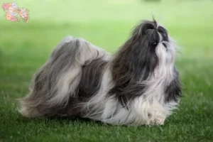 Read more about the article Shih Tzu breeders and puppies in Syddanmark