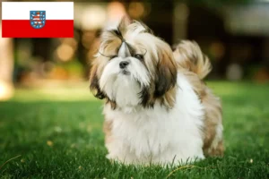 Read more about the article Shih Tzu breeders and puppies in Thuringia