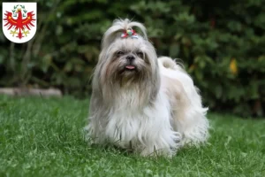 Read more about the article Shih Tzu breeders and puppies in Tyrol