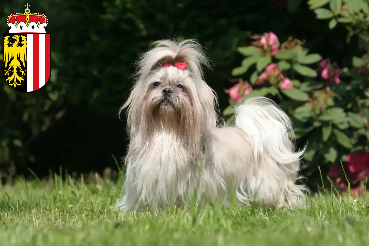 Read more about the article Shih Tzu breeders and puppies in Upper Austria