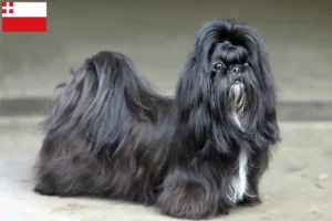 Read more about the article Shih Tzu breeders and puppies in Utrecht