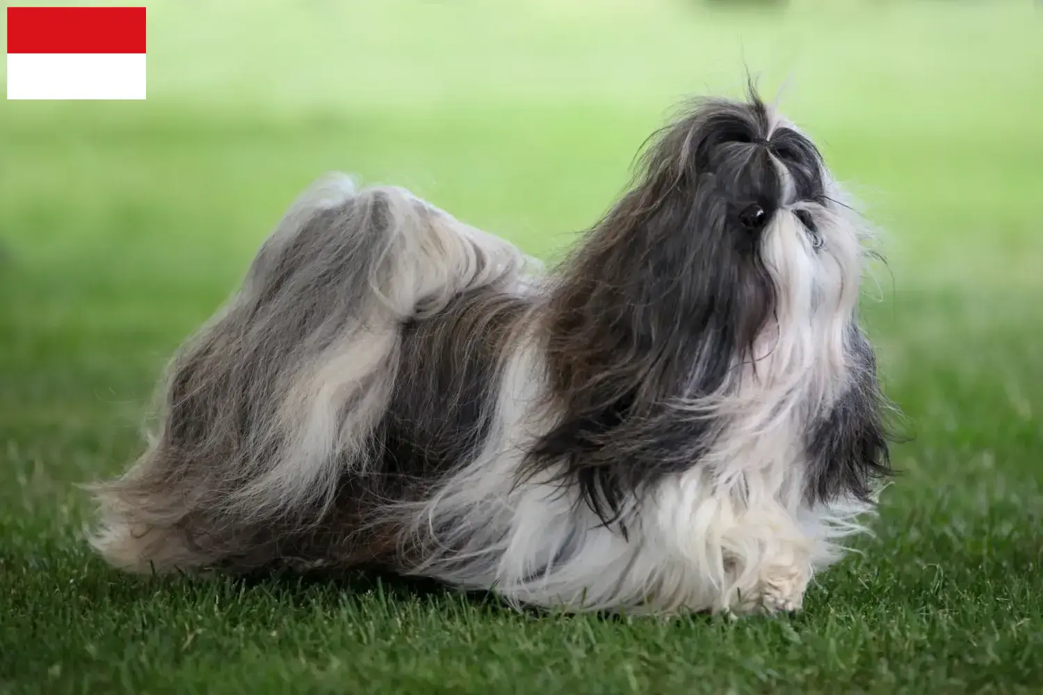 Read more about the article Shih Tzu breeders and puppies in Vienna