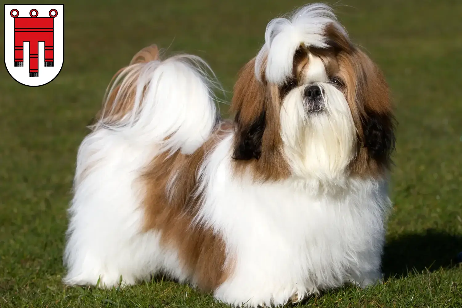 Read more about the article Shih Tzu breeders and puppies in Vorarlberg
