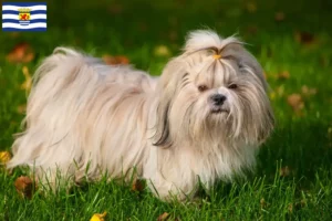 Read more about the article Shih Tzu breeders and puppies in Zeeland