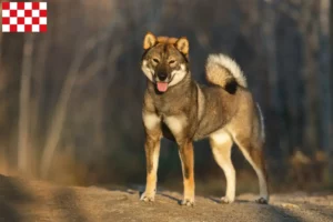 Read more about the article Shikoku breeders and puppies in North Brabant