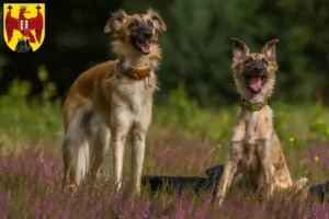 Read more about the article Silken Windsprite breeders and puppies in Burgenland