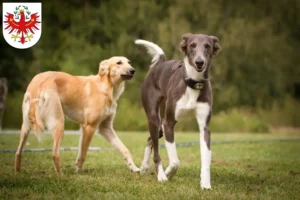 Read more about the article Silken Windsprite breeders and puppies in Tirol