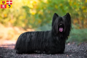 Read more about the article Skye Terrier breeders and puppies in Auvergne-Rhône-Alpes