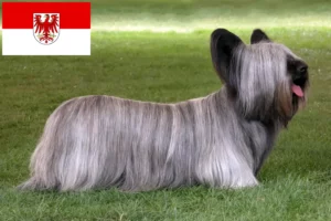 Read more about the article Skye Terrier breeders and puppies in Brandenburg