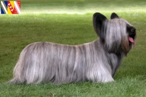 Read more about the article Skye Terrier breeders and puppies in Grand Est