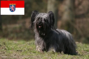 Read more about the article Skye Terrier breeders and puppies in Hessen