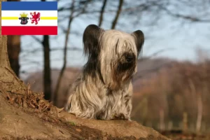 Read more about the article Skye Terrier breeders and puppies in Mecklenburg-Vorpommern