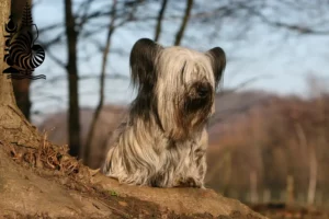 Read more about the article Skye Terrier breeders and puppies in New Caledonia
