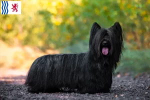 Read more about the article Skye Terrier breeders and puppies in Nouvelle-Aquitaine