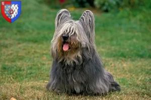 Read more about the article Skye Terrier breeders and puppies in Pays de la Loire