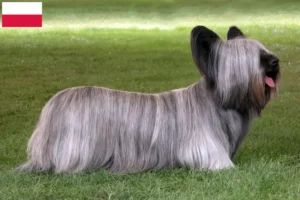 Read more about the article Skye Terrier breeders and puppies in Poland
