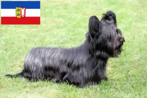 Read more about the article Skye Terrier breeders and puppies in Schleswig-Holstein