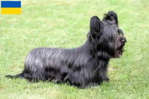 Read more about the article Skye Terrier breeders and puppies in Ukraine