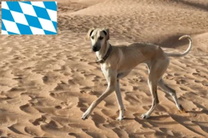 Read more about the article Sloughi breeders and puppies in Bavaria