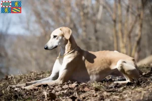 Read more about the article Sloughi breeders and puppies in Bourgogne-Franche-Comté