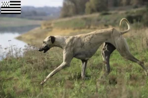 Read more about the article Sloughi breeders and puppies in Brittany