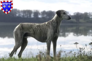 Read more about the article Sloughi breeders and puppies in Centre-Val de Loire