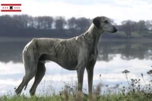 Read more about the article Sloughi breeders and puppies in Drenthe