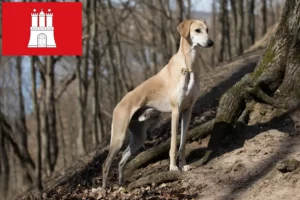 Read more about the article Sloughi breeders and puppies in Hamburg