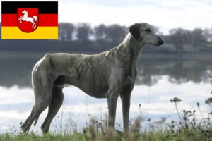 Read more about the article Sloughi breeders and puppies in Lower Saxony