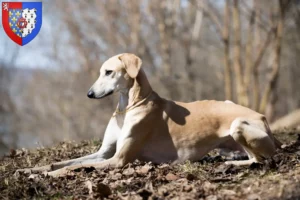 Read more about the article Sloughi breeders and puppies in Pays de la Loire