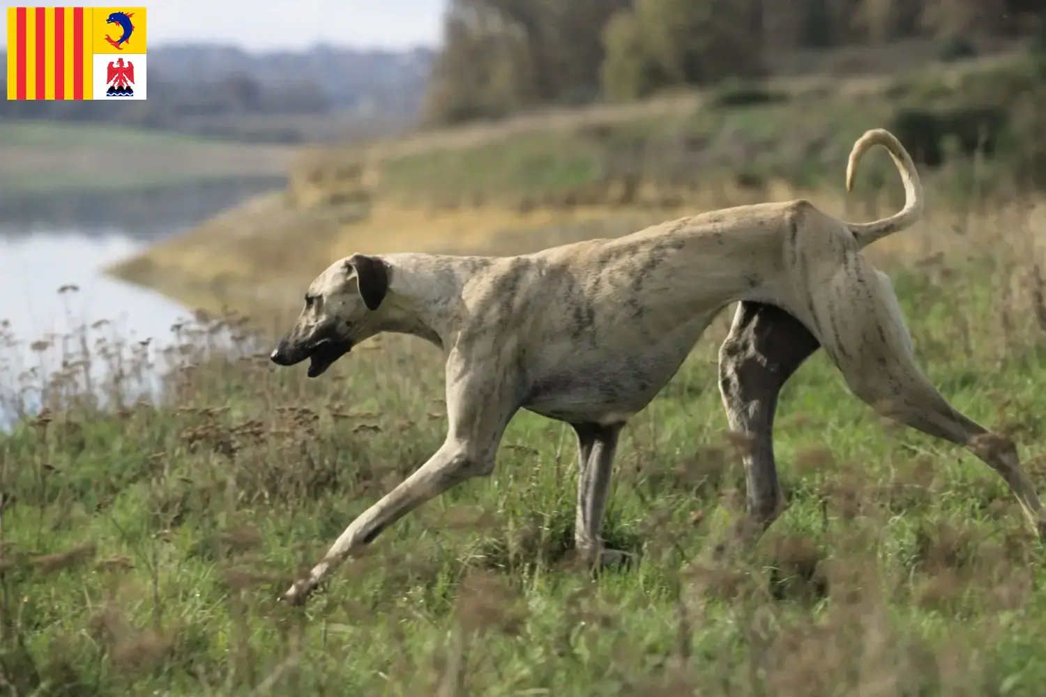 Read more about the article Sloughi breeders and puppies in Provence-Alpes-Côte d’Azur