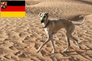 Read more about the article Sloughi breeders and puppies in Rhineland-Palatinate