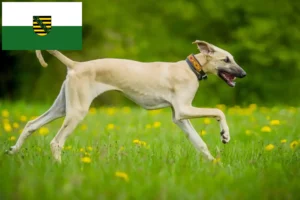 Read more about the article Sloughi breeders and puppies in Saxony