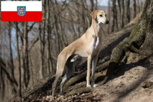 Read more about the article Sloughi breeders and puppies in Thuringia