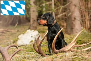 Read more about the article Slovenský kopov breeders and puppies in Bavaria