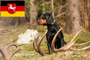 Read more about the article Slovenský kopov breeders and puppies in Lower Saxony