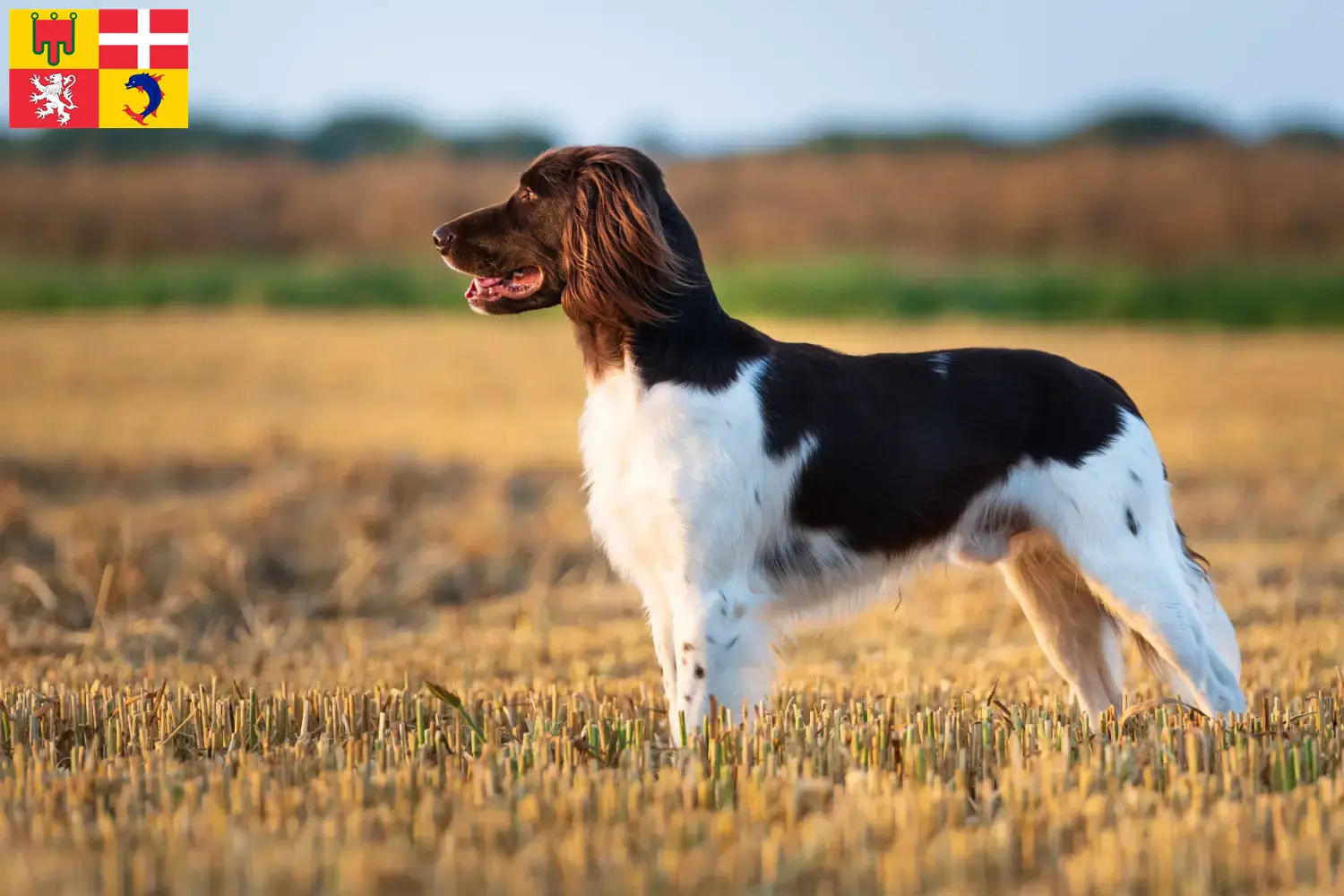 Read more about the article Small Münsterländer breeder and puppies in Auvergne-Rhône-Alpes